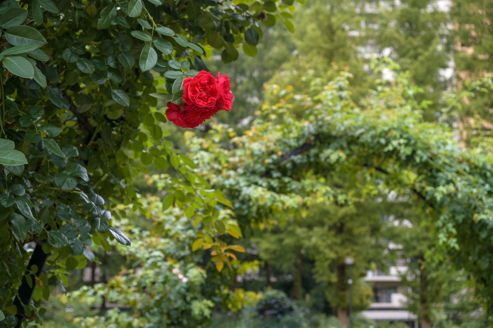秋薔薇の先駆け