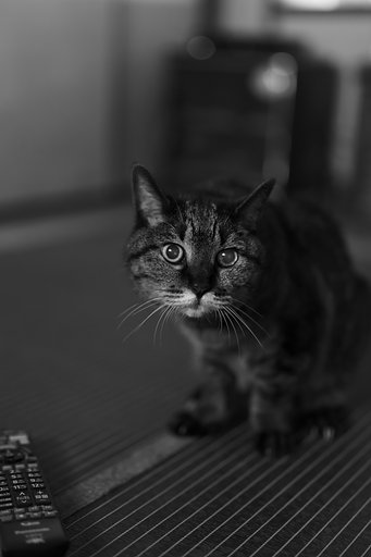 リクエスト