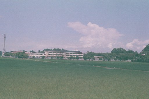 夏をあきらめて