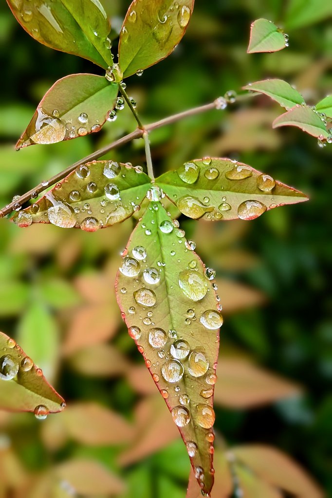 雨の滴