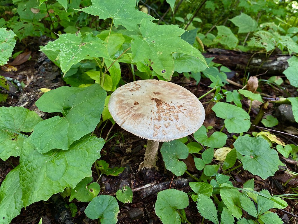 キノコ