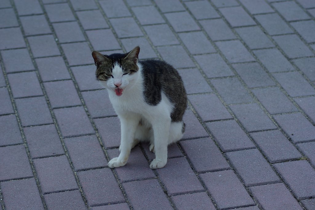 myaw