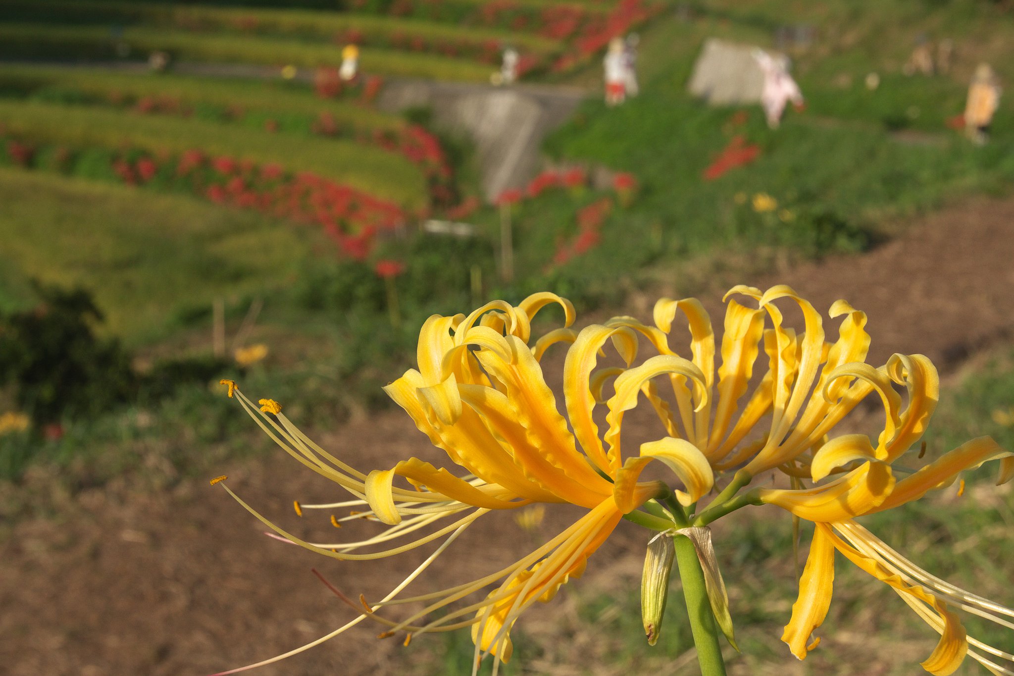 黄色の曼珠沙華？