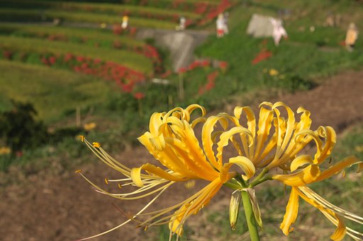 黄色の曼珠沙華？