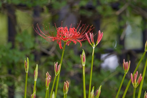 近所の一番花