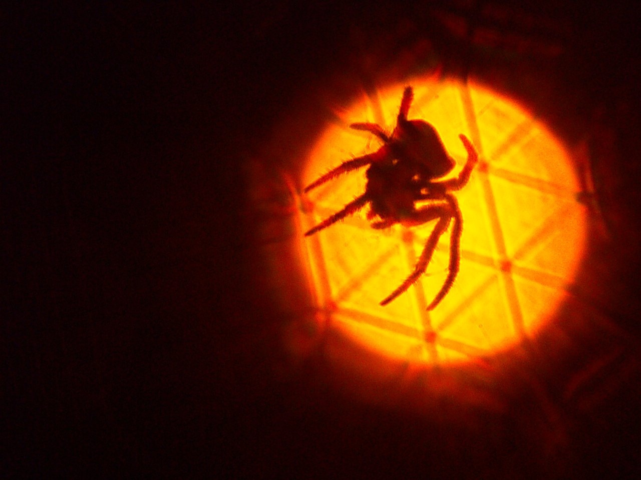 ナイト・スパイダー