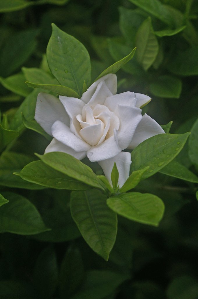 八重のクチナシの花