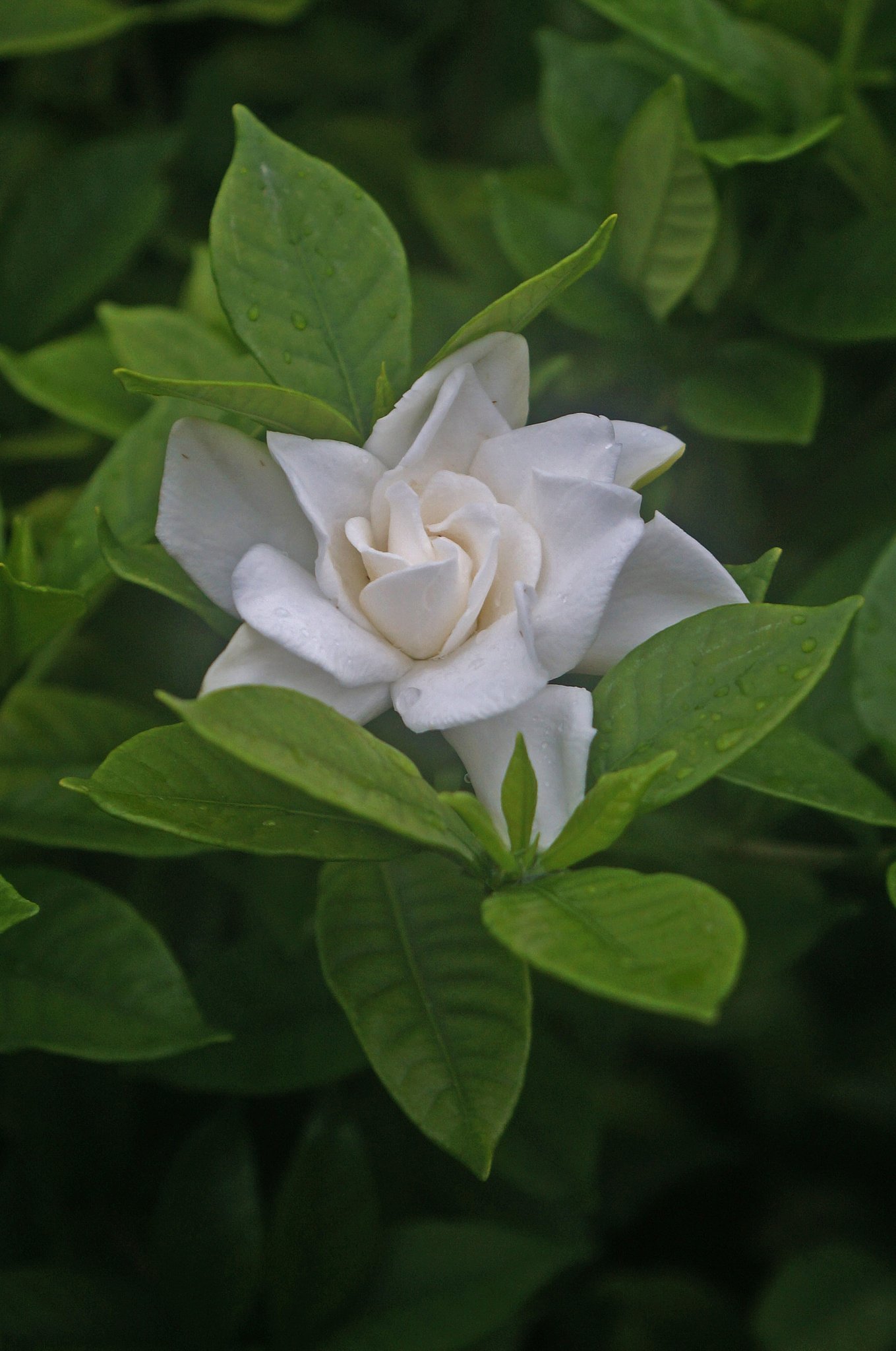八重のクチナシの花