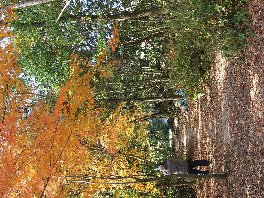 老人と紅葉