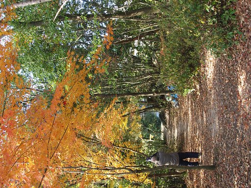 老人と紅葉
