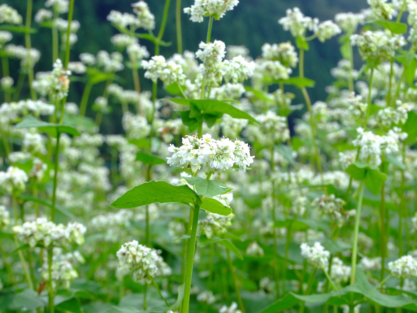 そばの花です