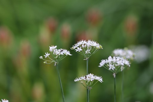 線路わきの土手にて（その２）ニラ
