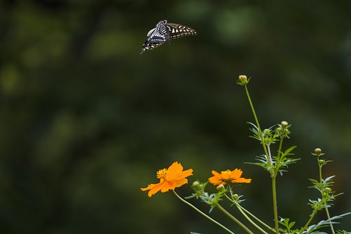 ナミアゲハ、離花