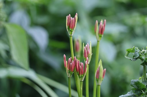 線路わきの土手にて（その３）ヒガンバナの蕾たち