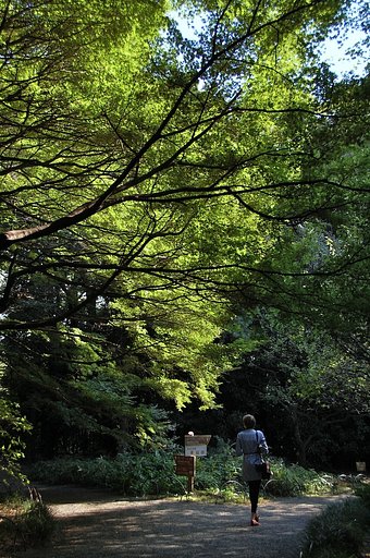 初秋の散歩道