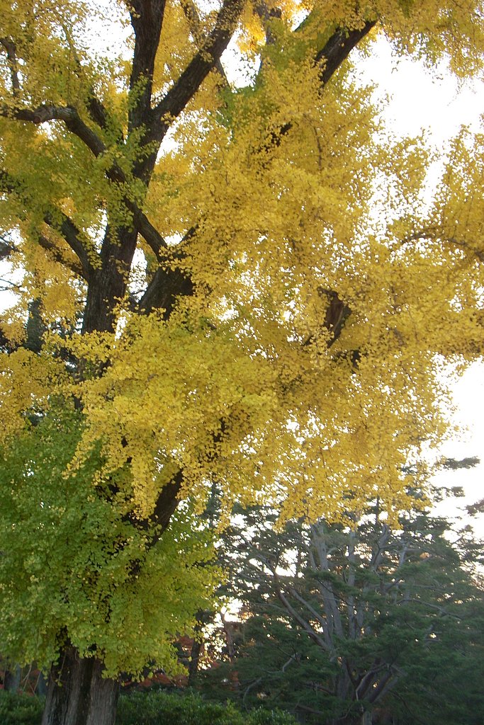 京都御所のイチョウ