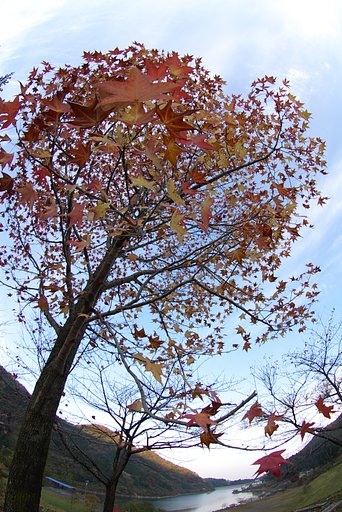 ダム湖の紅葉