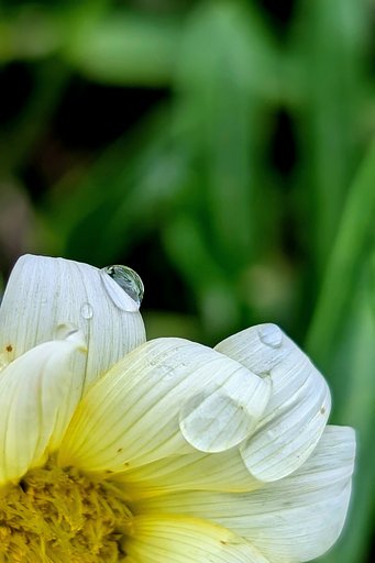 雨の露