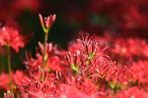町内の公園にて（その２）赤の世界