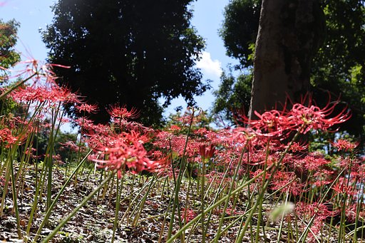 町内の公園にて（その５）曼殊沙華ローアングル