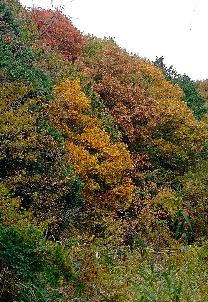 もう一度紅葉