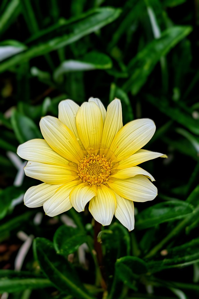 名残り花