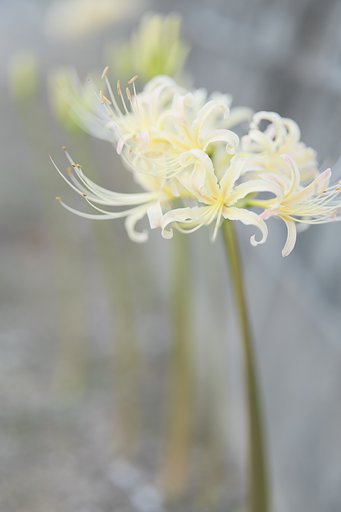 彼岸花