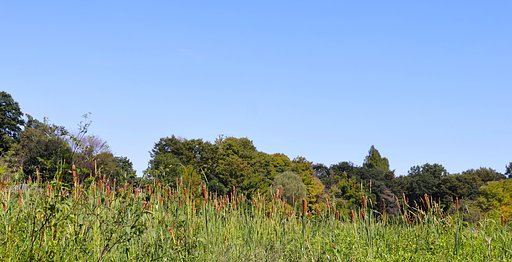 町内の公園にて（その９）真っ直ぐ空に向かう穂