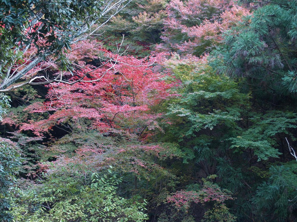 秋の山
