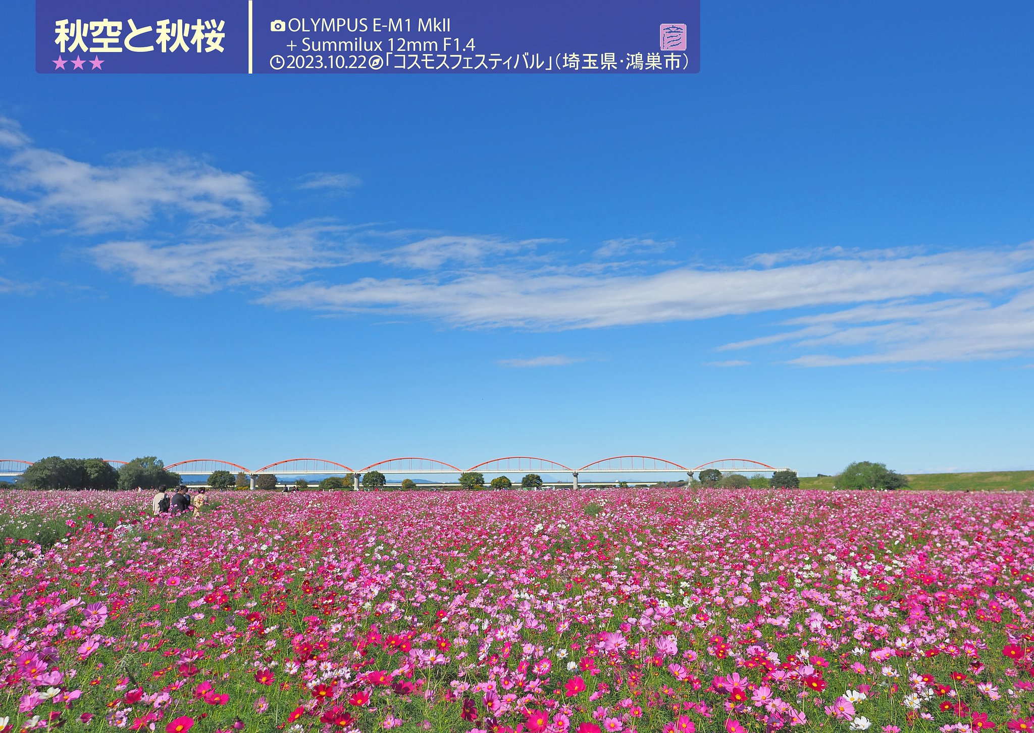 【秋の名所】埼玉県鴻巣市のコスモス畑