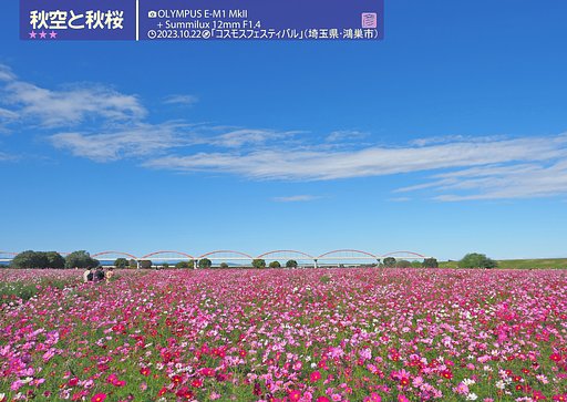 【秋の名所】埼玉県鴻巣市のコスモス畑