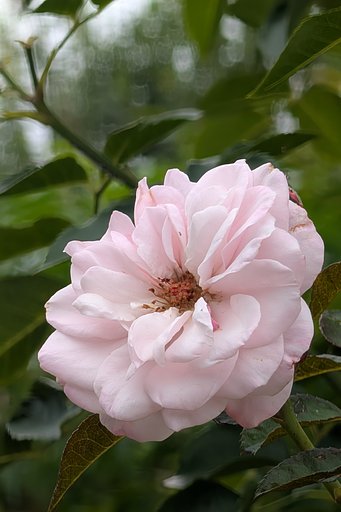 秋薔薇