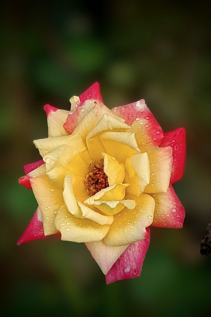 雨中の秋薔薇（その２）