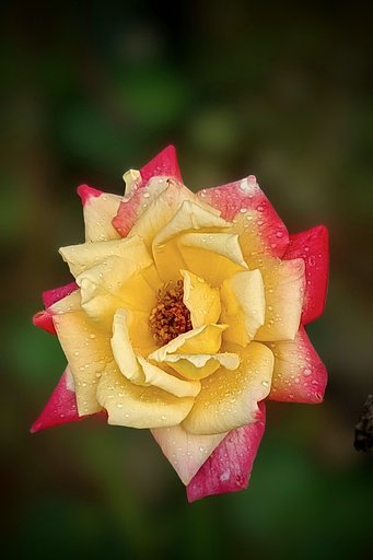 雨中の秋薔薇（その２）