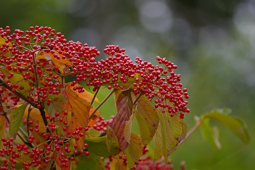 ガマズミ酒の素