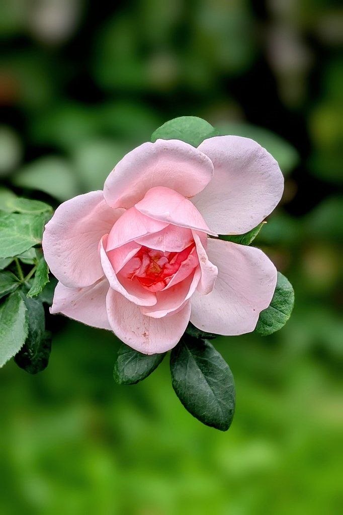 秋薔薇（その２）