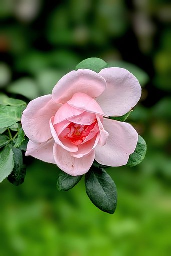 秋薔薇（その２）