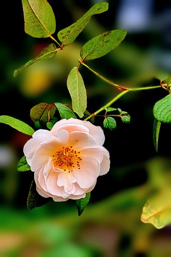 秋薔薇（その３）