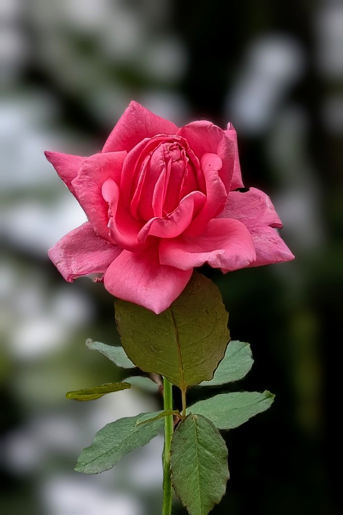 秋薔薇（その４）