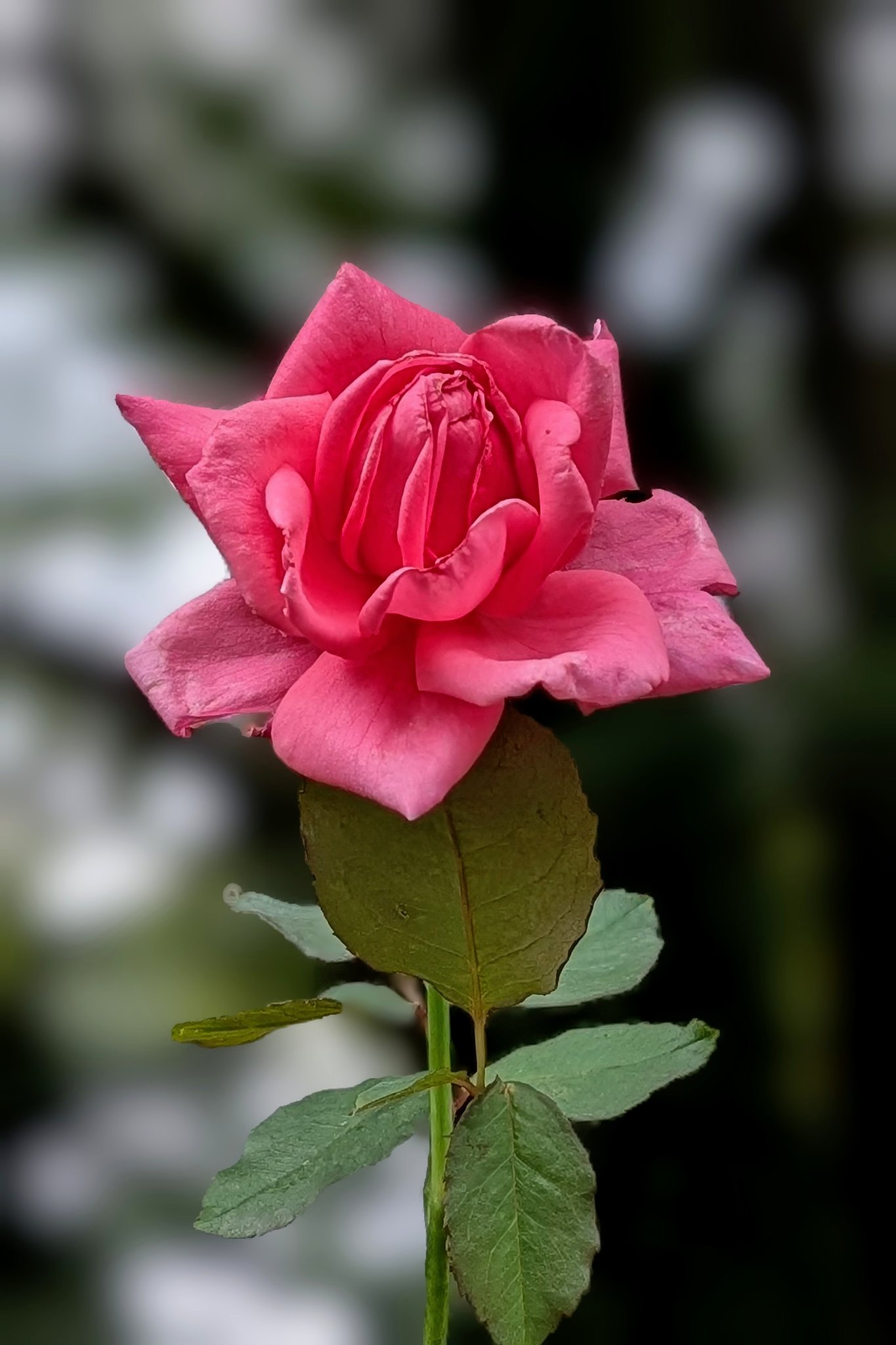 秋薔薇（その４）