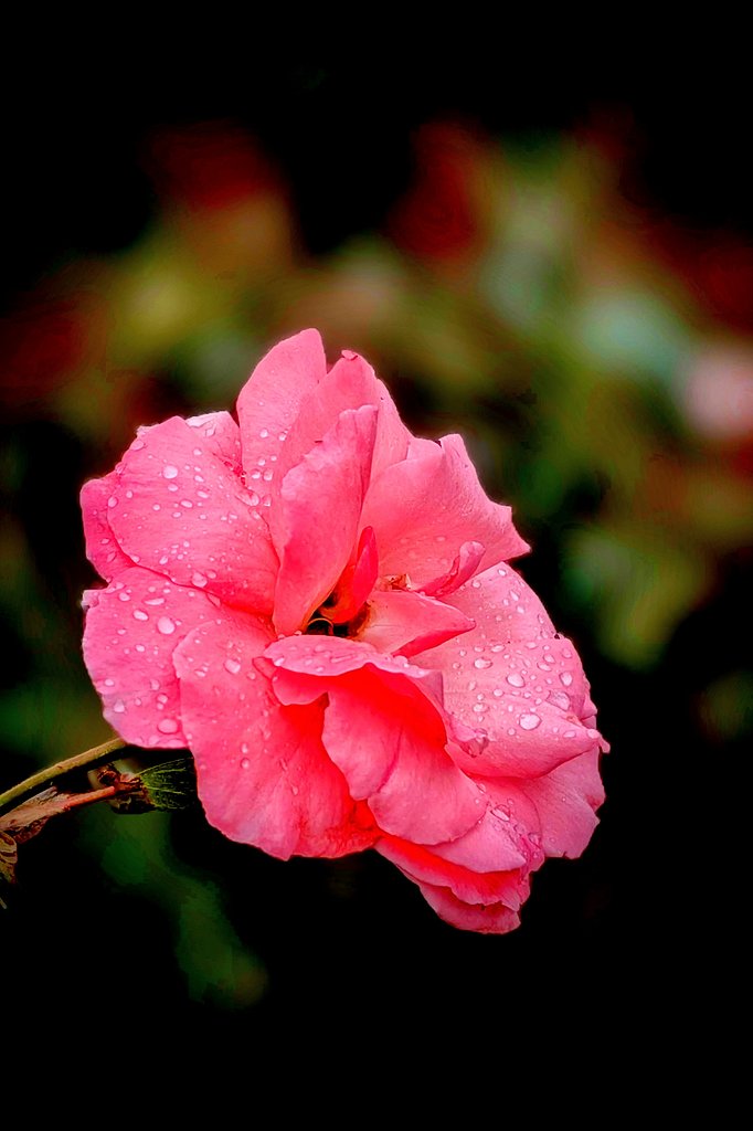 雨中の秋薔薇
