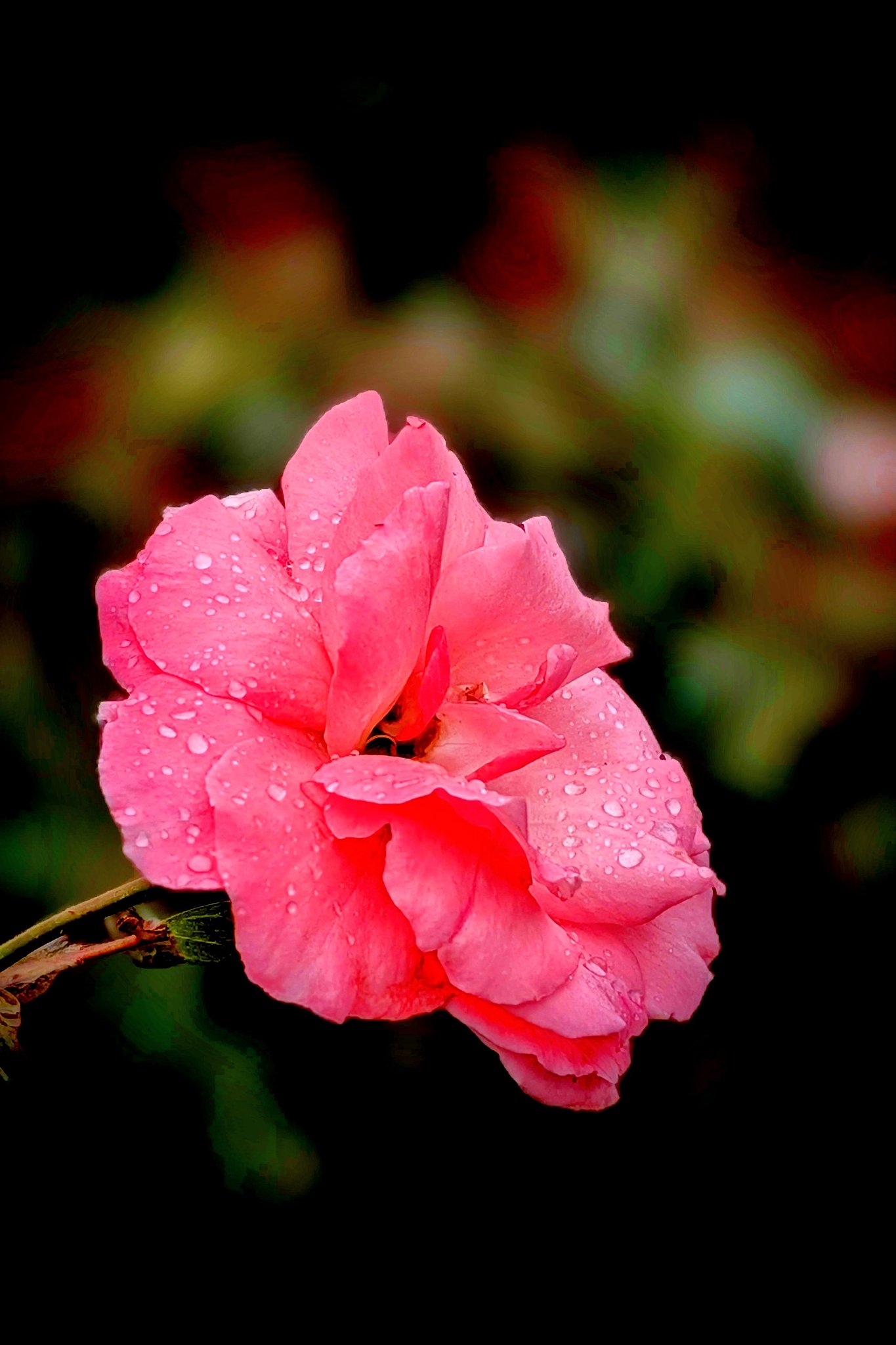 雨中の秋薔薇