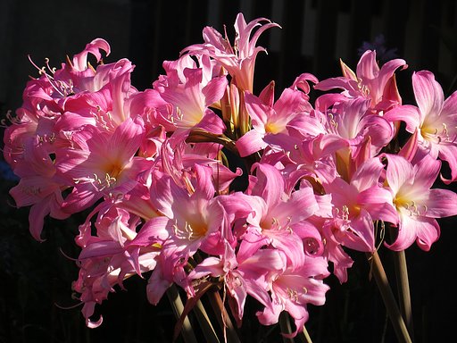 コンデジで花を撮りました。