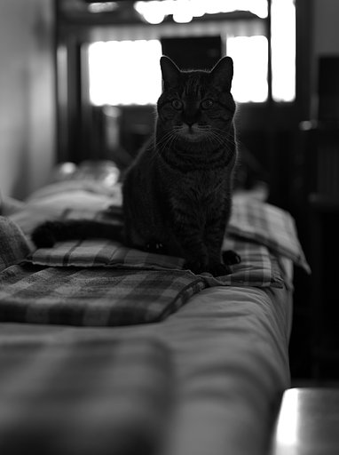 ねこ