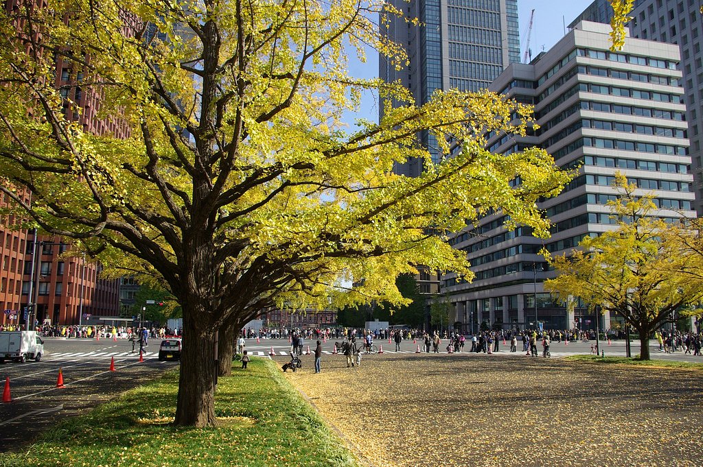 【秋の名所】東京駅前イチョウ並木