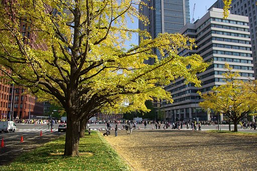 【秋の名所】東京駅前イチョウ並木