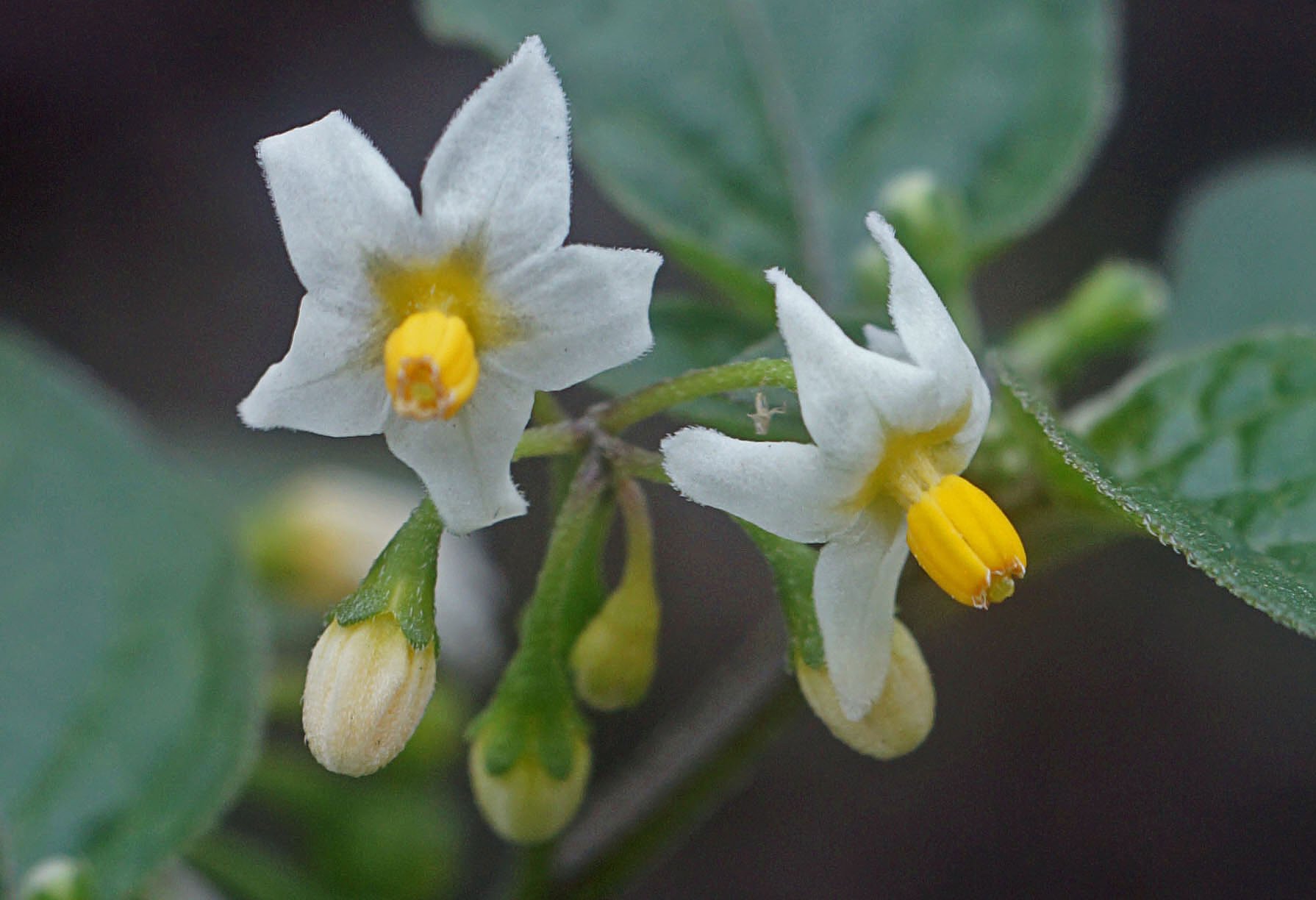 イヌホオズキの花