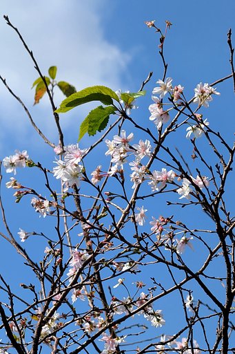 秋日の10月桜（じゅうがつざくら）