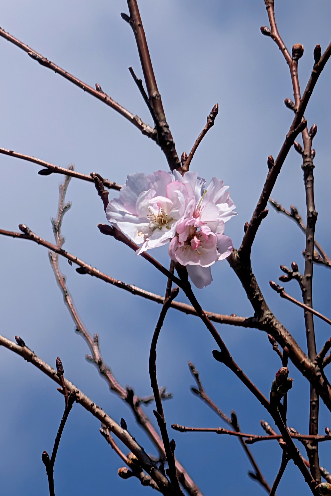 10月桜（その２）