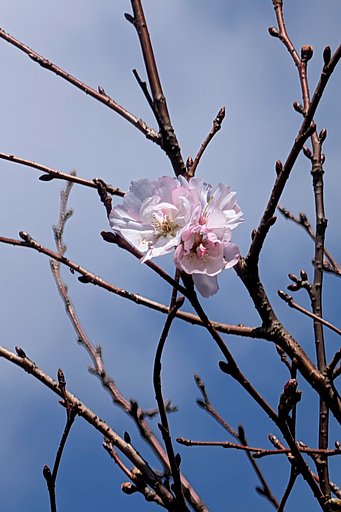 10月桜（その２）